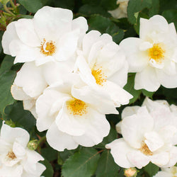 White Knock Out® Rose