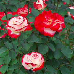 White Lies™ Rose Shrub