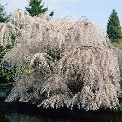 White Weeping Cherry Tree