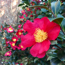 Yuletide Camellia