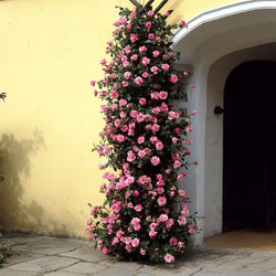 Zephirine Drouhin Climbing Rose