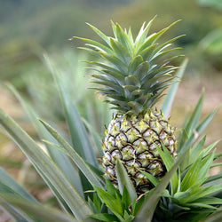 Florida Special Pineapple