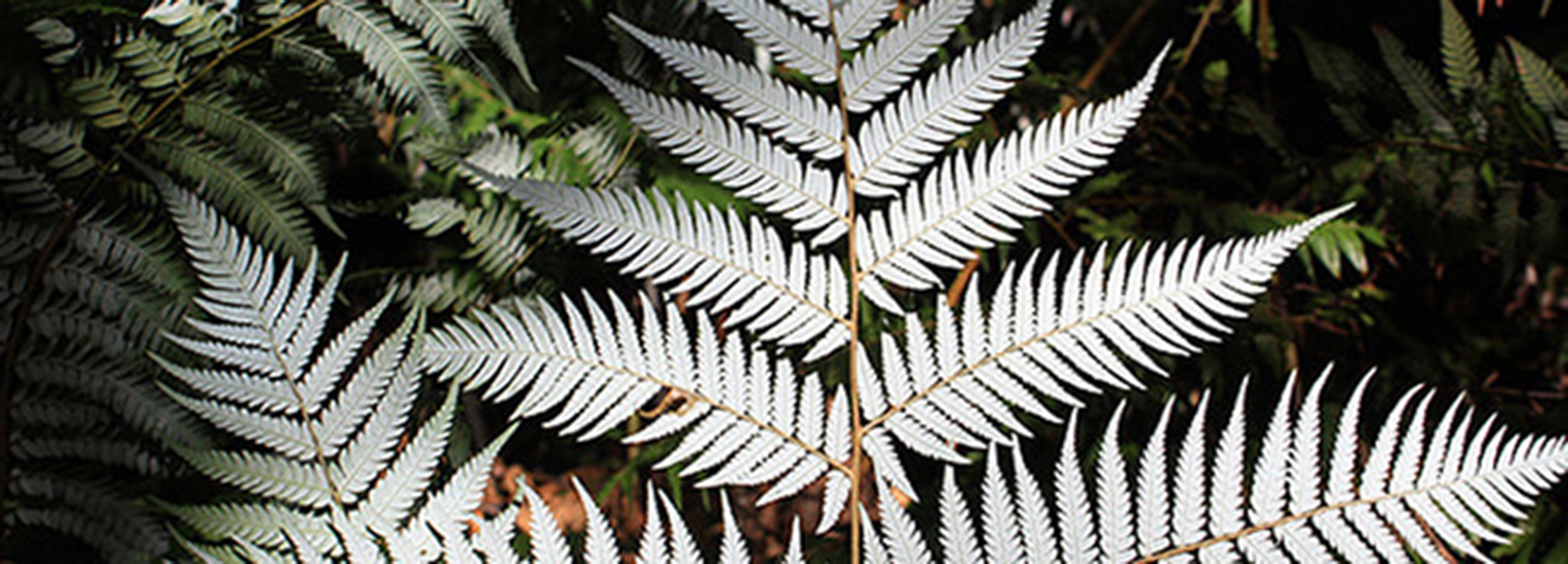 The story so far ~ Anya's Silver fern bracelet