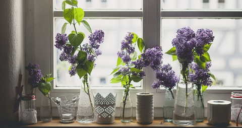 Lavender plant