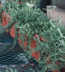 rosemary plant