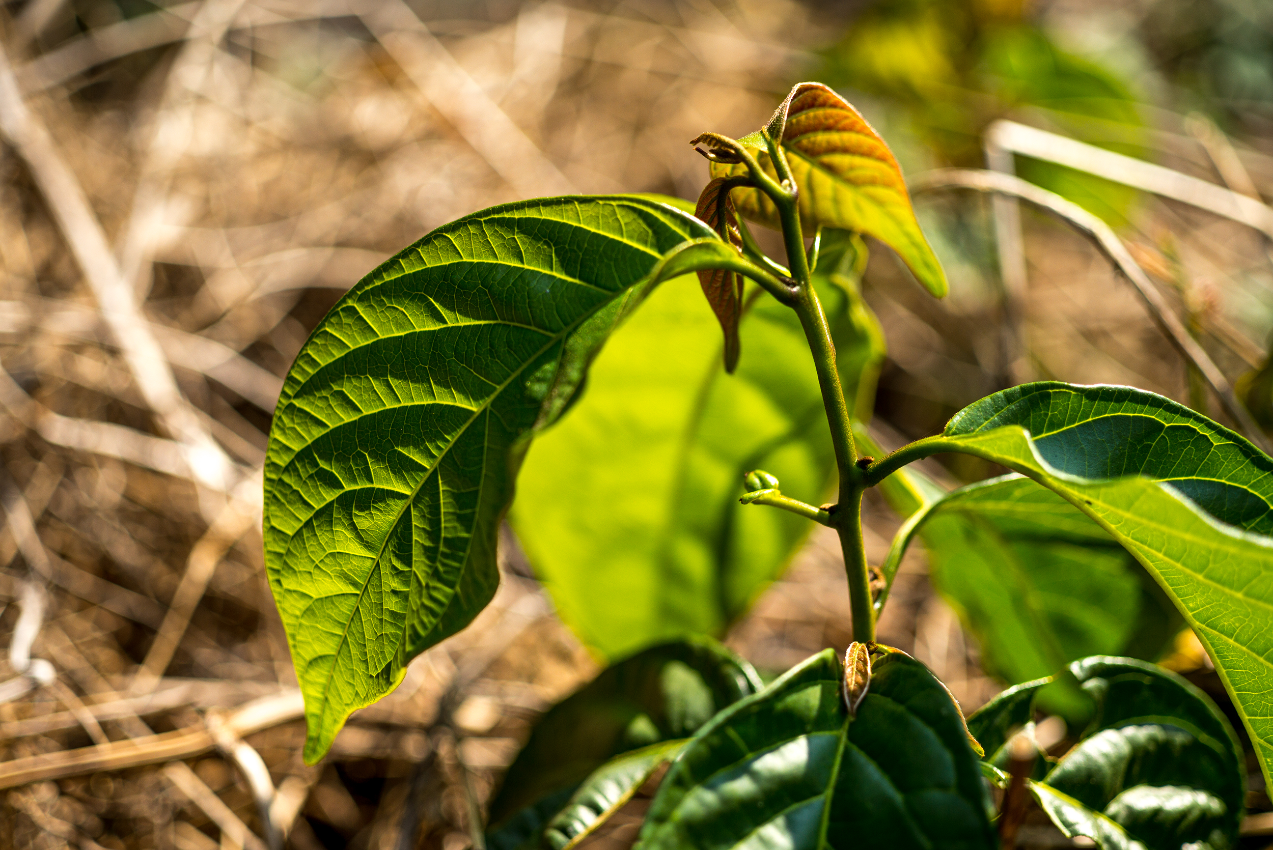 Coffee Plant Seedling, Yayu, Ethiopia