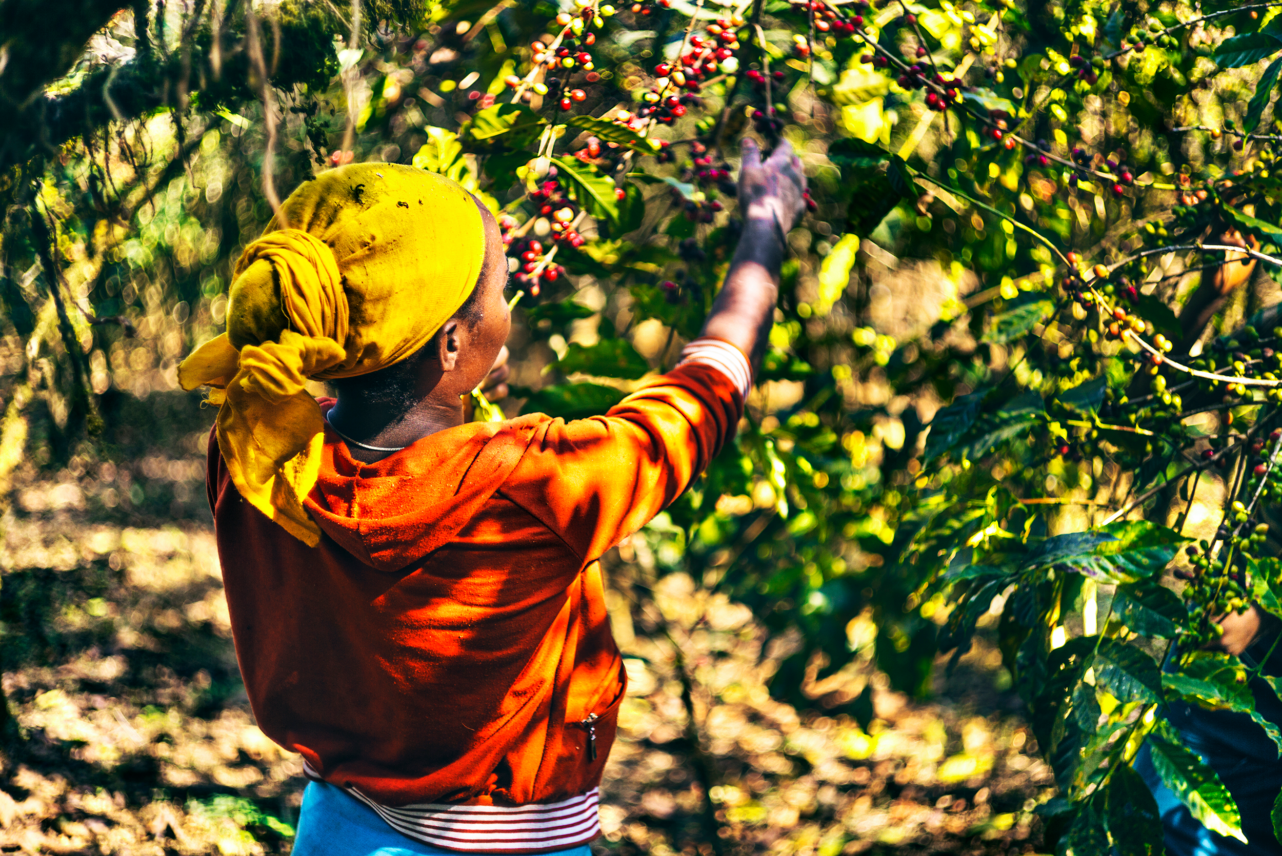 Coffee Picker, Yayu, Ethiopia