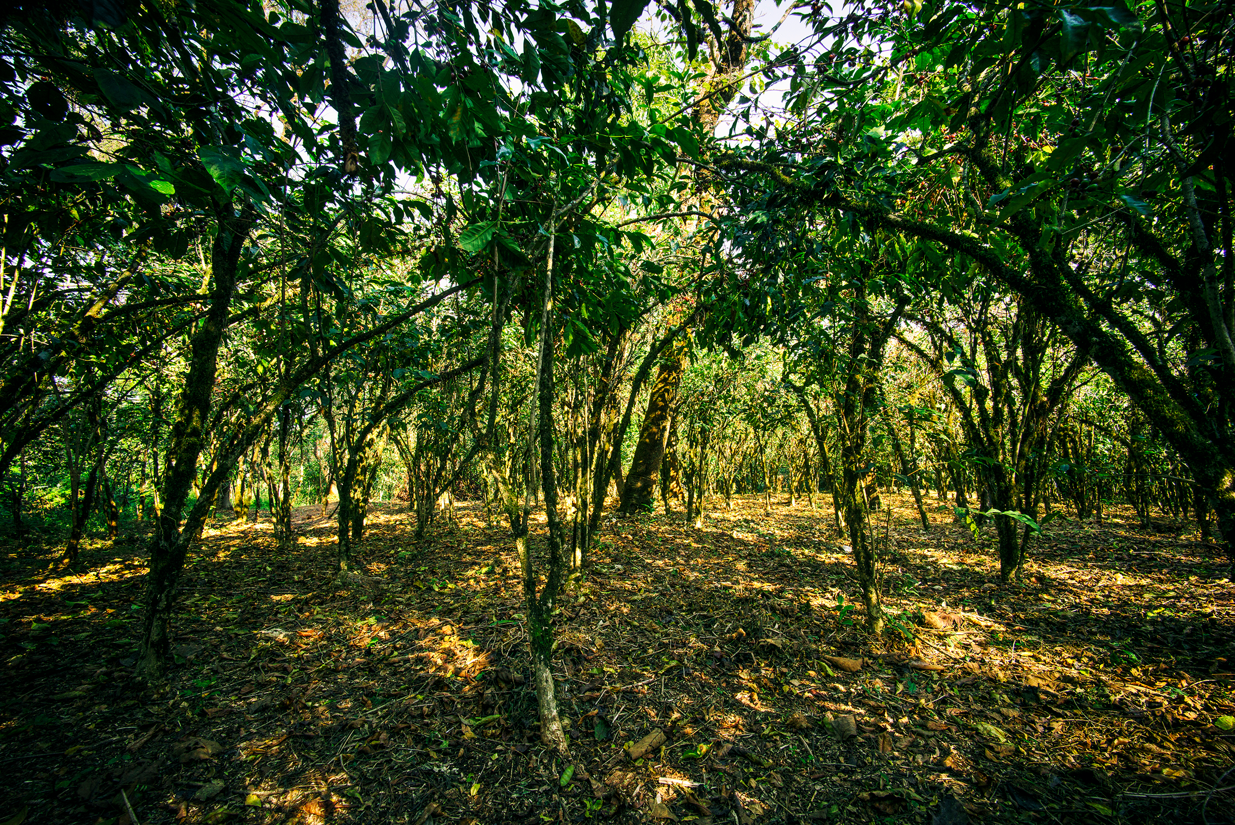 The Yayu Wild Forest, Ethiopia