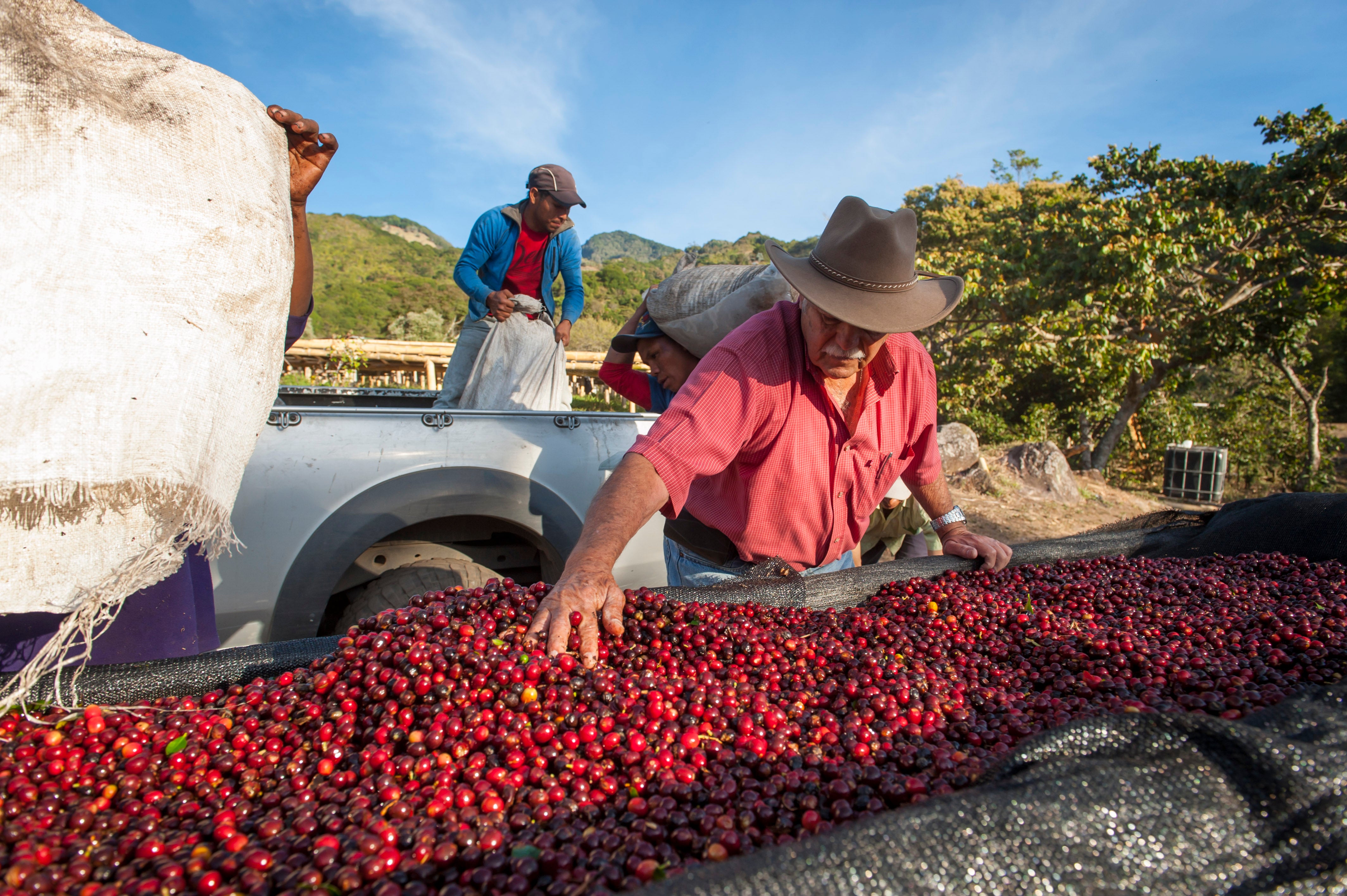 gender in coffee union roasted