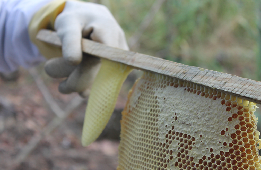 A honeycomb - Guatemala Bee Project