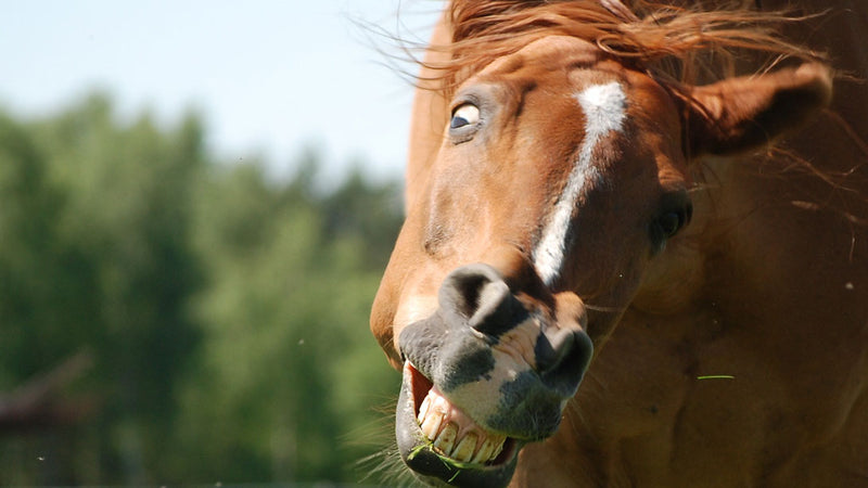 Headshaking Pferd - Symptome, Ursachen und Behandlung