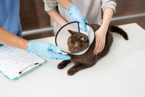 Tierarzt katzeena katze tierunterlagen cat gatto 