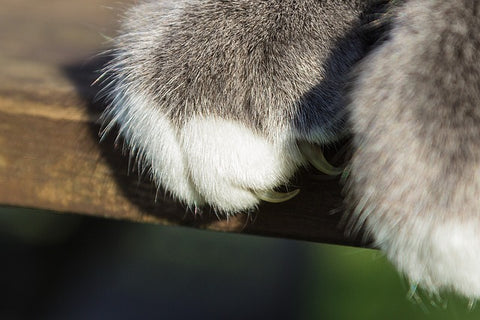 Warum kratzt meine Katze an Möbeln? 