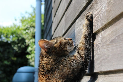 katze kratzt an holz zur Reviermarkierung