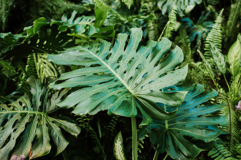 Monstera Zimmerpflanze schön grün 