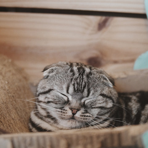 Süße Katze versteckt sich in Katzenkorb