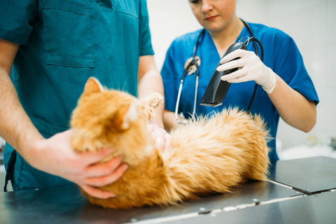 tierarzt katze arzt barf krank cat katze katzen futter naßfutter trockenfutter