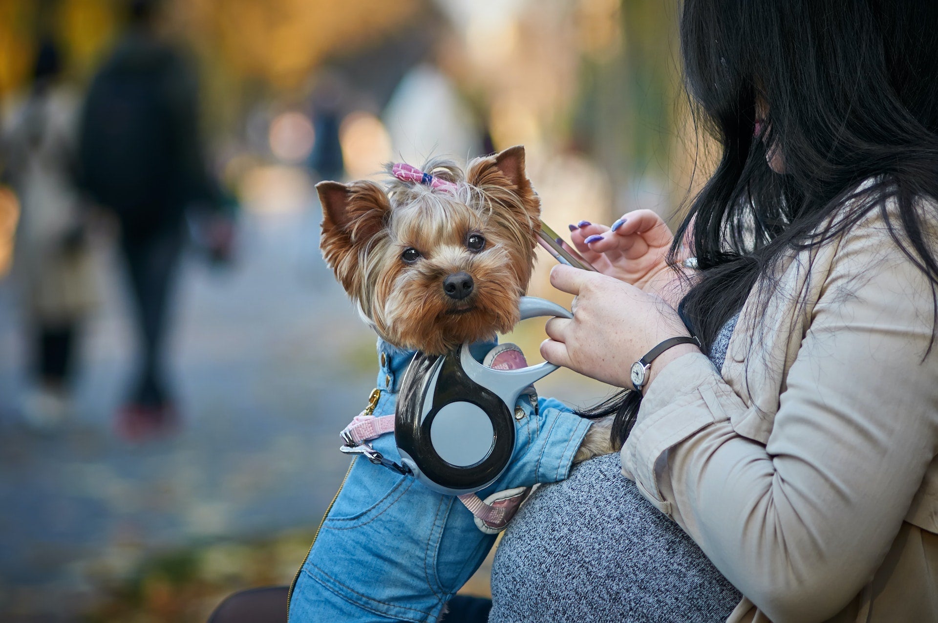 Slink kleurstof Vechter Accessoires voor Honden en Baasjes - Het Beste voor U op de Hondenhoek –  Hondenhoek.com