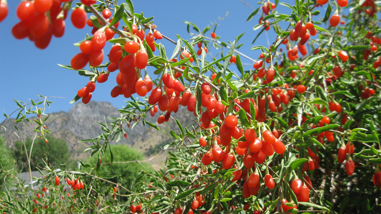 doden sarcoom dichters How to Grow Goji Berry Plants - Grow Organic