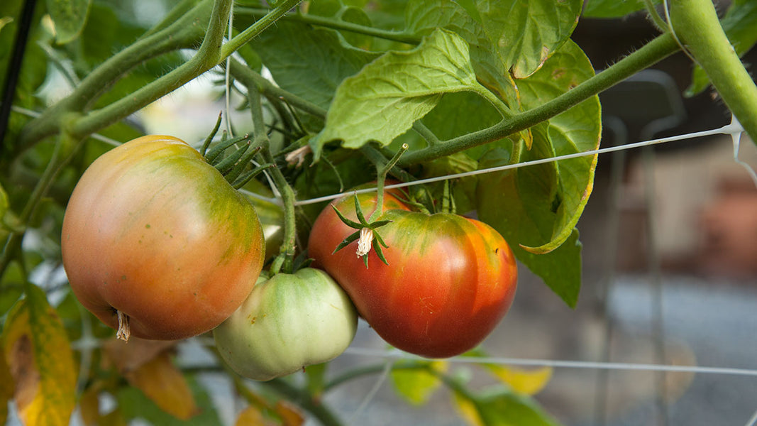 Другие вредители томатов