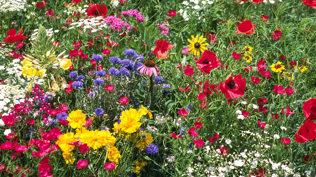 When is the Best Time to Plant Wildflowers? Organic Gardening Blog