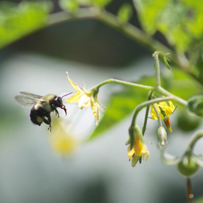 Bee on tomato flower