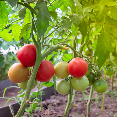 Tomato cluster