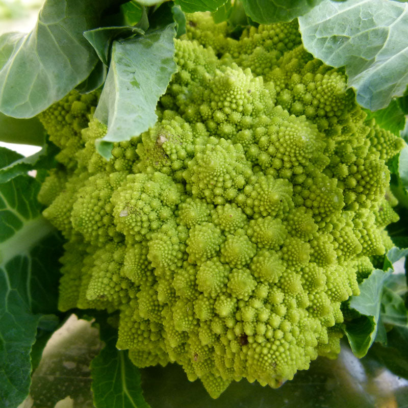 unusual conical 130 seeds GroCo US USA broccoli ROMANESCO