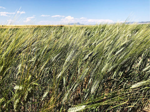 Ancient Grains