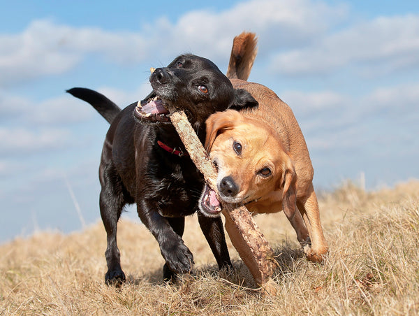 two dogs playing with a stick for exercise and healthy joint function