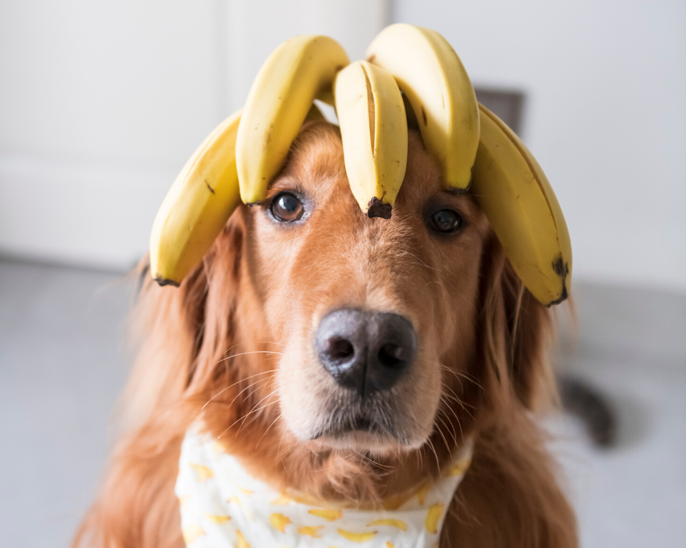 how much banana can i give my dog