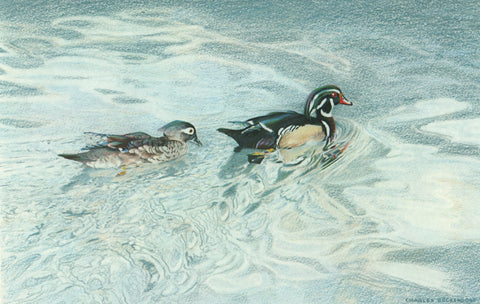 I - 36 Wood Ducks
