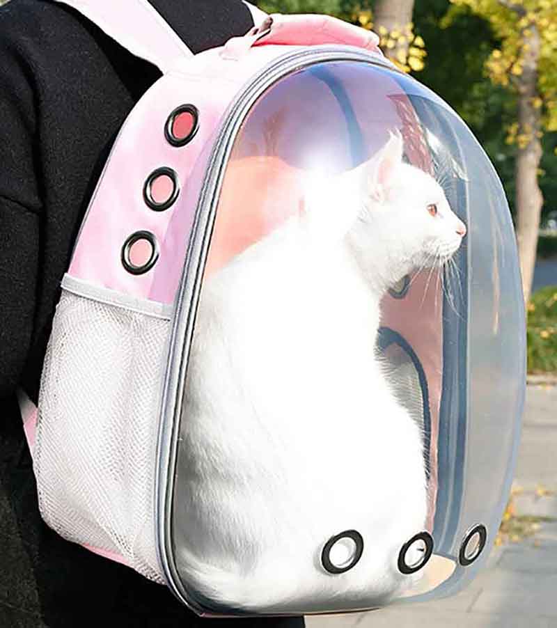 a cat backpack