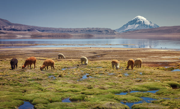 Alpacas_grazing_in_Chile