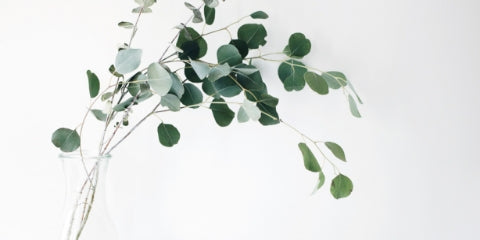eucalyptus leaf - essential oils