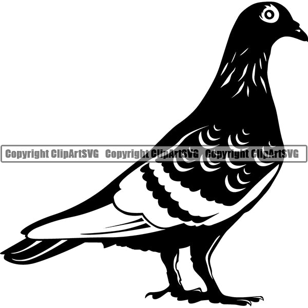 pigeon black and white clipart