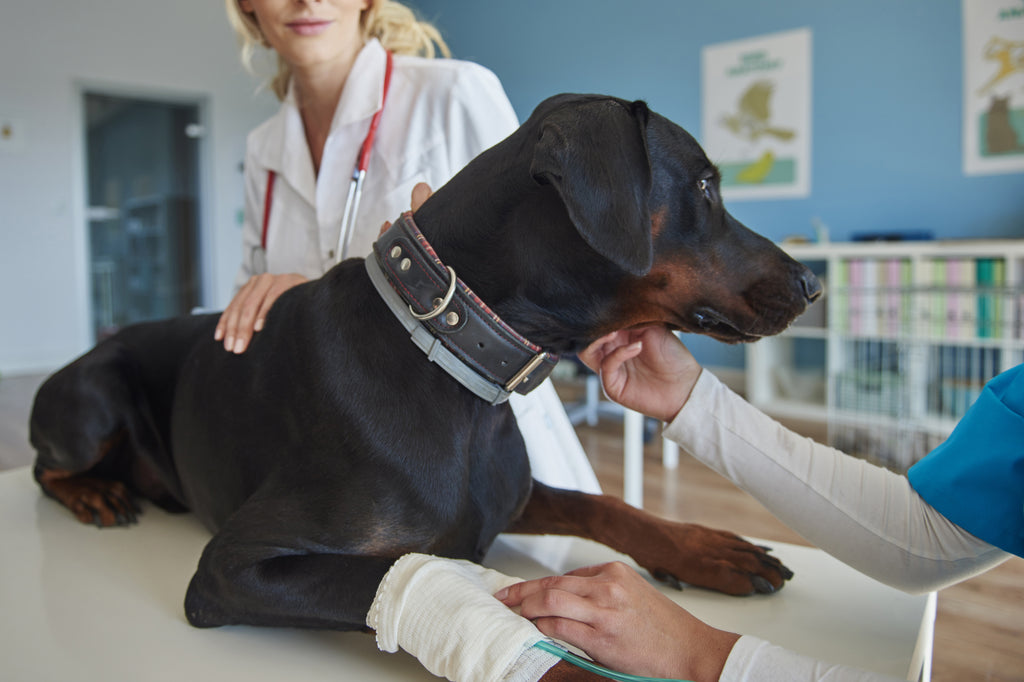 
  A Comprehensive Guide to Dog Splint Care - Lick Sleeve
  
