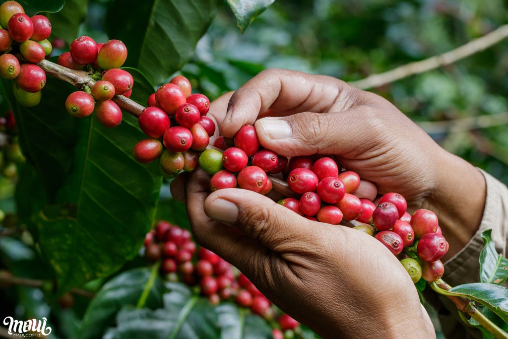 Maui coffee berries