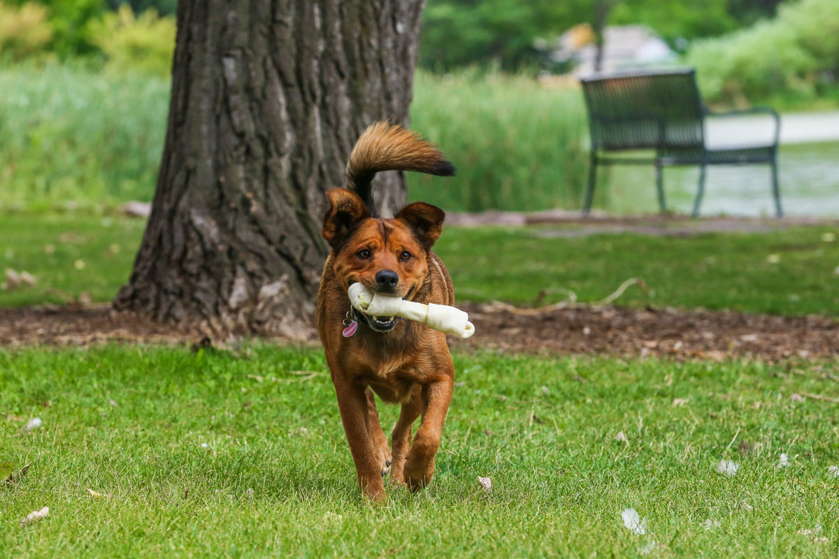 big rawhide bones for dogs