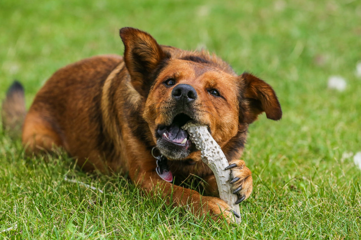 can dogs digest deer antlers