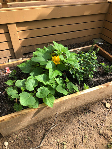 my vegetable patch in Austin Texas with cucumbers, squash, strawberries, oregano, orange mint, sage, and Mexican Heather