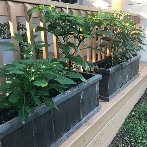 Thai early peppers, Trinidad scorpion peppers, Serrano peppers, and Bell Peppers growing in Central Texas