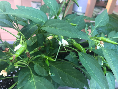 thai early peppers growing in Central Texas