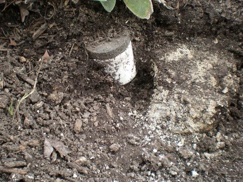 Ashes buried in the ground in a biodegradable urn, which have remained in the same toxic state to surrounding plant live.