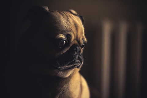 Pug dog looking sad.
