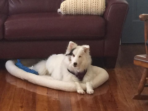Dutchess, a white dog with black spots, lies on a dog bed next to a couch.