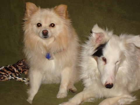 Dutchess, a black and white, blind and deaf dog, sits next to a small tan dog.
