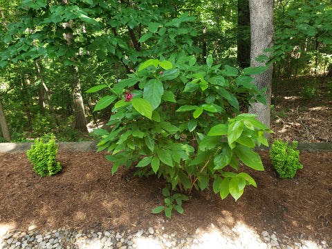 A living memorial created for Bob and Annette Jenkins's dogs Gracie and Annie using the Let Your Love Grow organic mixture.