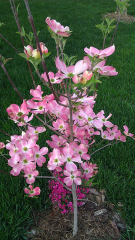 Dogwood tree planted using the cremated remains of a dog mixed with Let Your Love Grow.