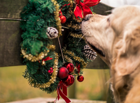 Golden retriever sniffing holiday wreath.